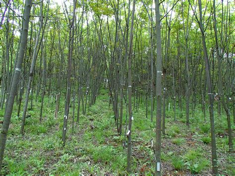 Previous projects | BEF-China 