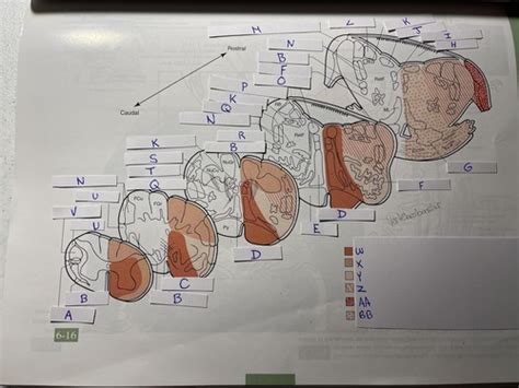 Medulla Pons Midbrain Anatomy Flashcards Quizlet