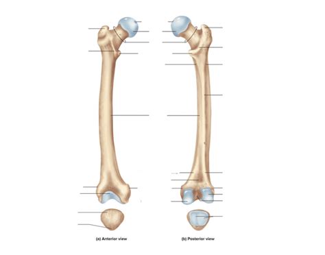 Femur Labeled Anterior View