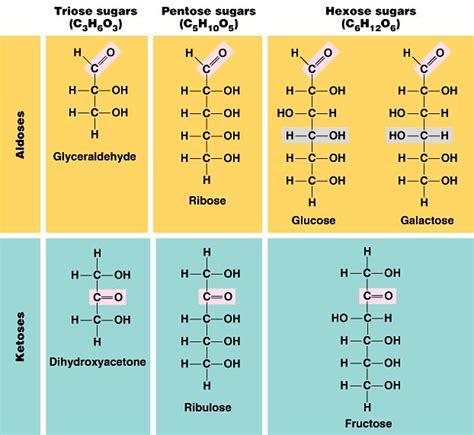 Compares And Contrasts Triose Pentose And Hexose Sugars In Aldose And