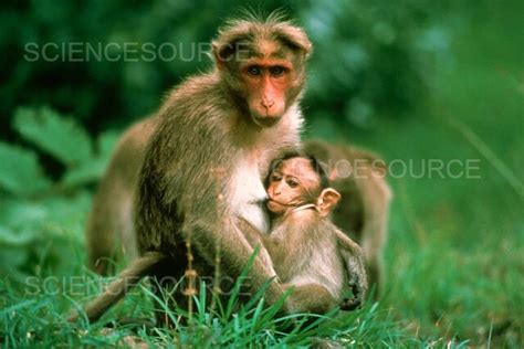 Photograph | Bonnet Macaque | Science Source Images