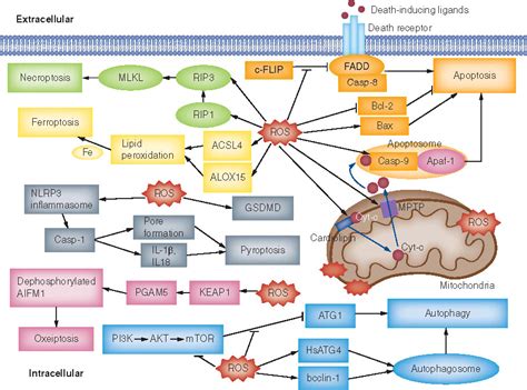 Full Article Promoting Reactive Oxygen Species Generation A Key