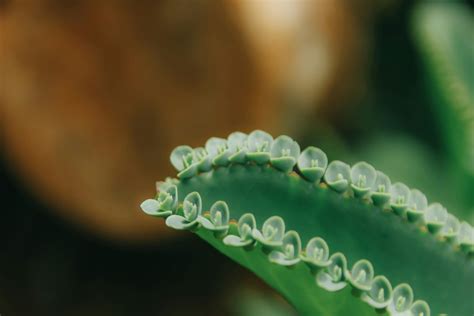 Green Indoor Plant · Free Stock Photo