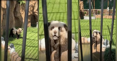 Chinese zoo admits their pandas are painted dogs after backlash