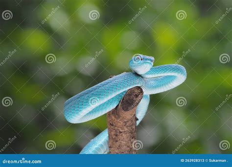 Blue Viper Snake On A Branch Viper Blue Insularis Trimeresurus