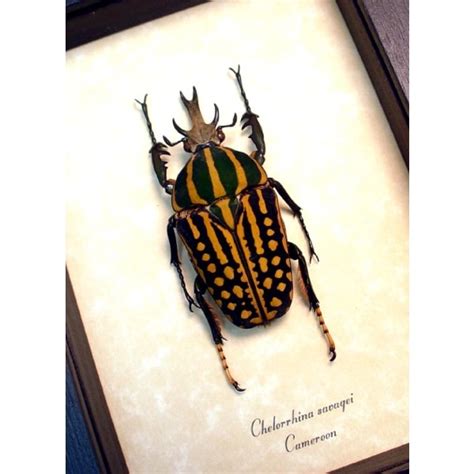 Chelorrhina Savagei Male Mm African Flower Beetle Framed