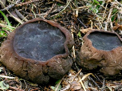 Світ грибів України » Sarcosoma globosum