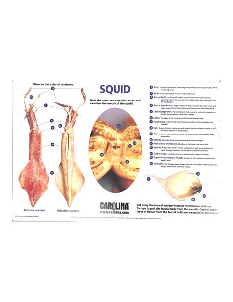 Squid Lab Observe The External Anatomy SQUID 1 15 Arm One Of Eight