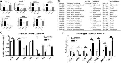 Snorna Expression In Cartilage And Oa Chondrocytes A Selected