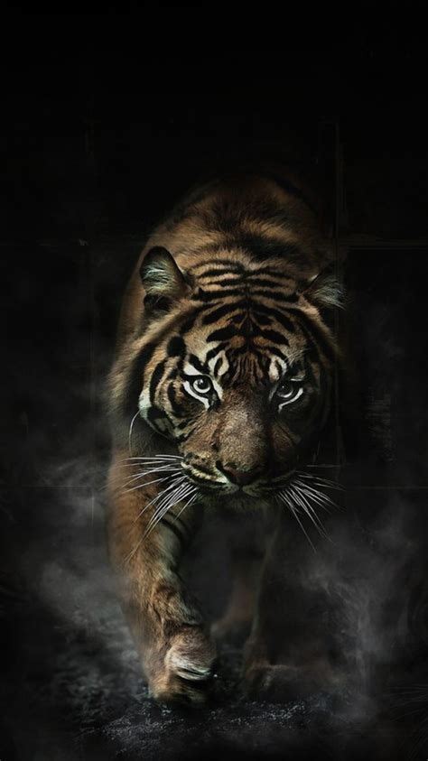 Bengal Tiger Tiger Canvas Tiger Queen Tigers Art Gatos Pantera