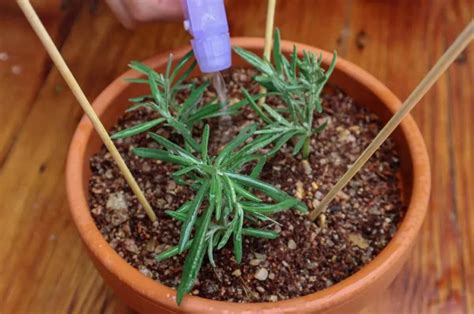 How To Propagate Lavender From Cuttings Step By Step With Photos My