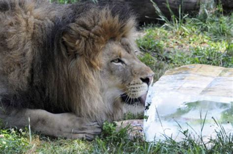 Hot Weather: Animals Find Ways To Stay Cool (Photos)