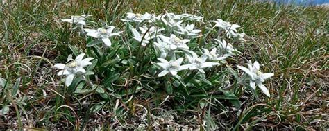 Edelweiss O Flor De Nieve La Flor Nacional De Austria