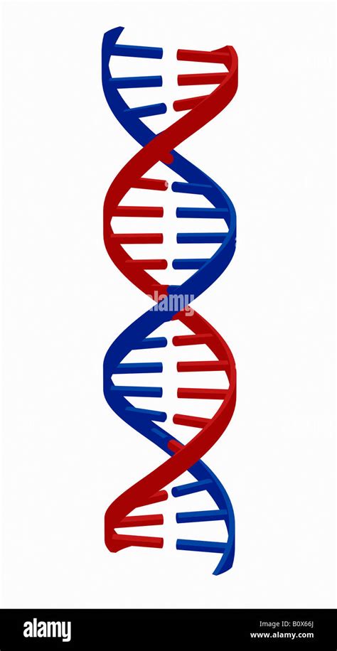 DNA Strand Stock Photo Alamy