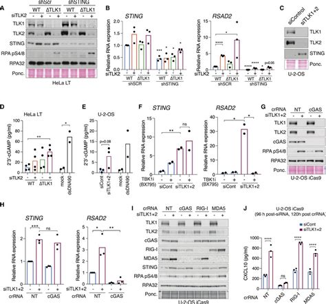 Innate Immune Activation Is Dependent On The CGAS STING TBK1 Axis