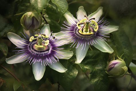 Passion Flower Meaning Symbolism And Spiritual Significance Foliage Friend Learn About