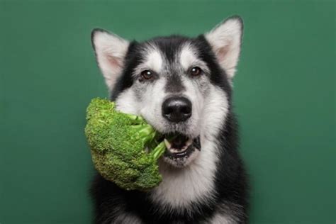 ¿pueden Los Perros Comer Brócoli Y Coliflor 🥦 ¡ten Cuidado