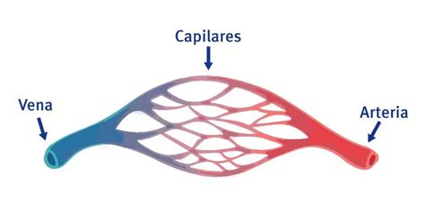 Tabla Peri Dica De Qu Mica Tabla Periodica Cuerpo Humano