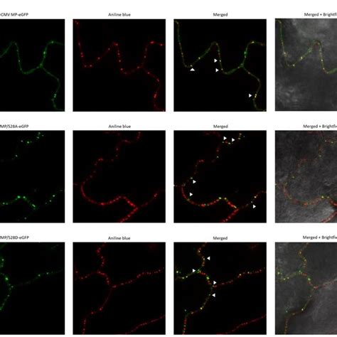 Subcellular Localization Of Wild Type And Mutant MP EGFP Constructs In