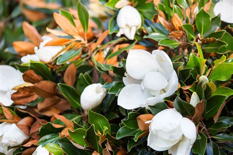 FAQ on Southern Magnolia Tree Care, from Our Growing Experts