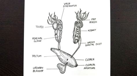 Diagram Of Frog Reproductive System