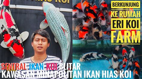 Berkunjung Kerumah Penjual Ikan Koi Berkualitas Eri Koi Farm Kota