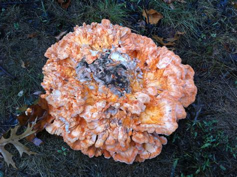 Laetiporus cincinnatus | The Thing That is Steve