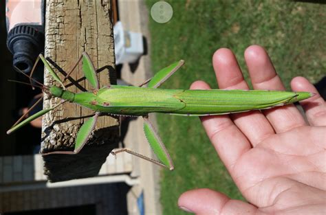 Red Shouldered Phasmid from Australia - What's That Bug?