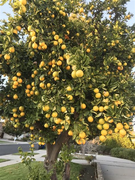 Pin By Jam Kamo On Fruits And Vegetables Fruit Trees Backyard Dream