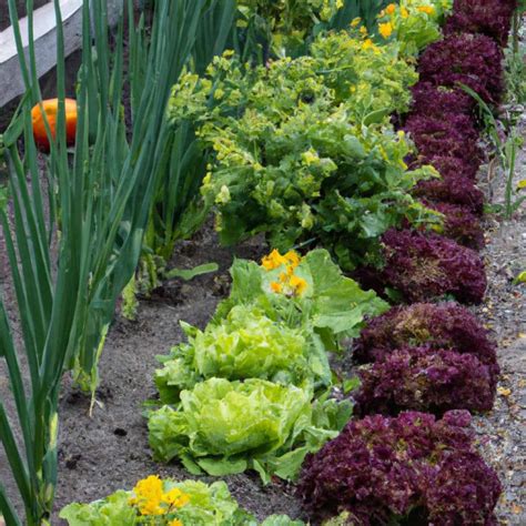 D Couvrez Les Secrets Pour R Ussir Votre Jardin Potager D S Le Premier