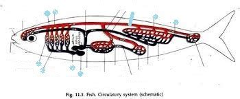 Fish circulatory system diagram Diagram | Quizlet