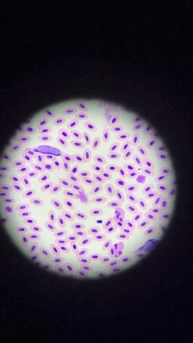 Parasitology Practical 2 Scopes Flashcards Quizlet