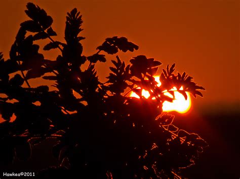 Fondos De Pantalla Ligero Puesta De Sol Rojo Naranja Sol Silueta