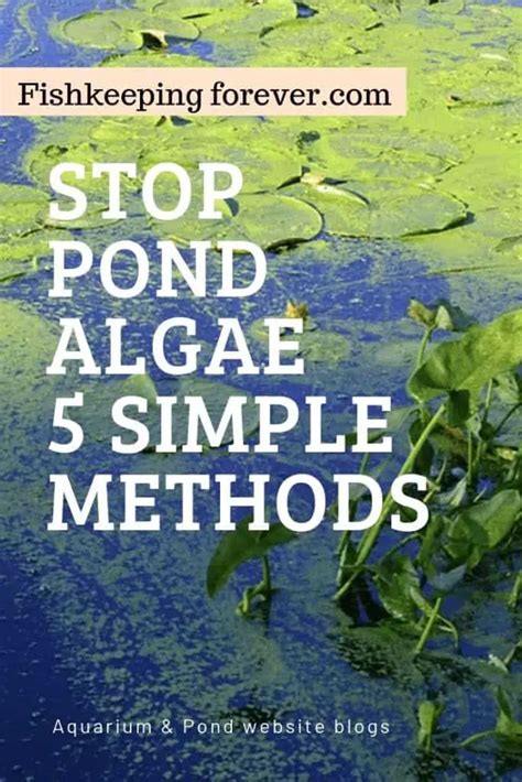 Pond algae solutions – 5 Easy ways to stop algae growing. – Fishkeeping ...