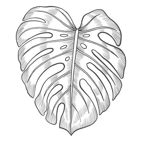 Monstera Hoja Tropical Planta Aislado Doodle Boceto Dibujado A Mano Con