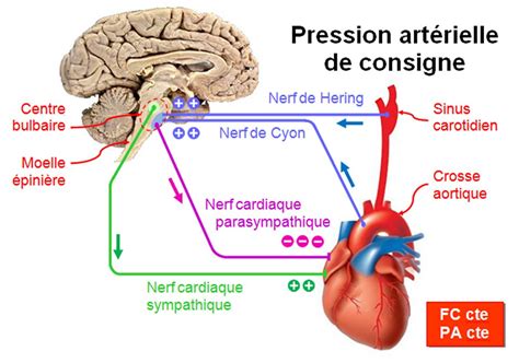 Controle Svt Seconde Coeur