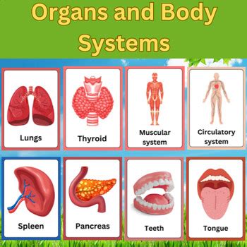 Organs And Body Systems Printable Flashcards By TEACHLINK TPT