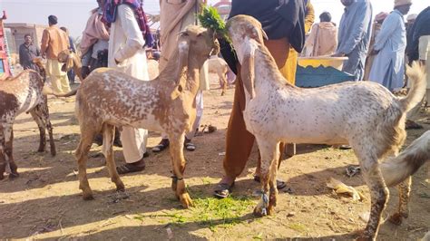 Hasilpur Bakra Mandi Makhi Chena Desi Bakre Qurbani 2023 K Liay