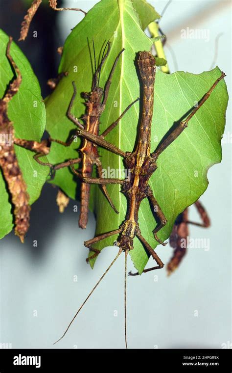 stick insect, Trachyaretaon sp "Aurora", aurora botsáska, Philippines Stock Photo - Alamy