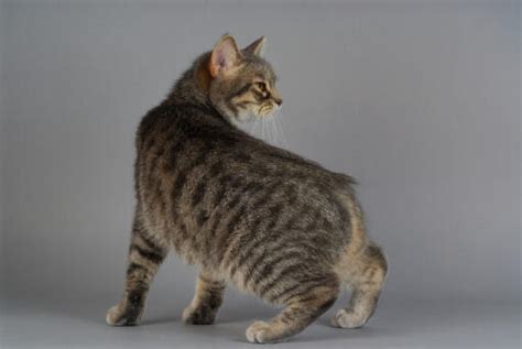 Manx Cats | Cat Breeds