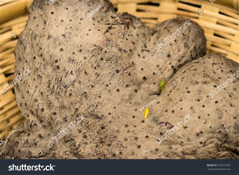 Dioscorea Alata Root Stock Photo 529191967 Shutterstock