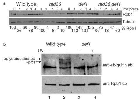 Def1 Is Required For Uv Induced Ubiquitination And Degradation Of