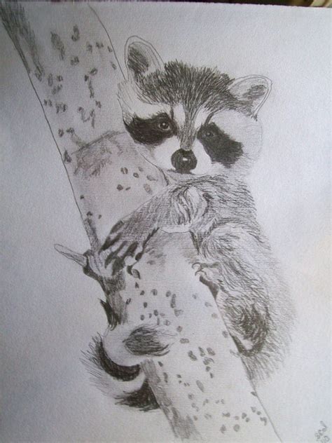 Raccoon Portrait Pencil Sketch 9 x 12 U Provide by pigatopia