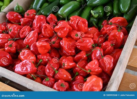 Red Hot Habanero Peppers Stock Photo Image Of Burn 180993568