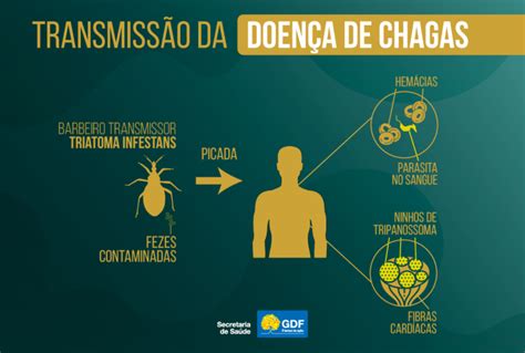 Doença De Chagas Secretaria De Saúde Do Distrito Federal