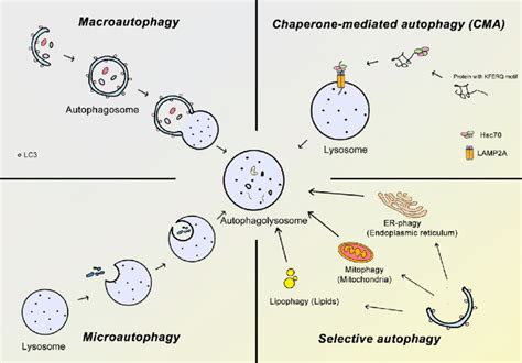 Types Of Autophagy In Mammalian Cells There Are Different Types Of