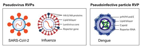 Pseudoviruses For Neutralization Assays