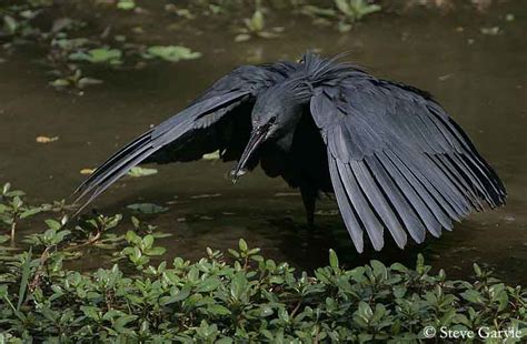 Black Heron