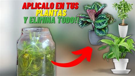 Protege Y Nutre Tus Plantas Con Esta MEZCLA Te Encantara YouTube