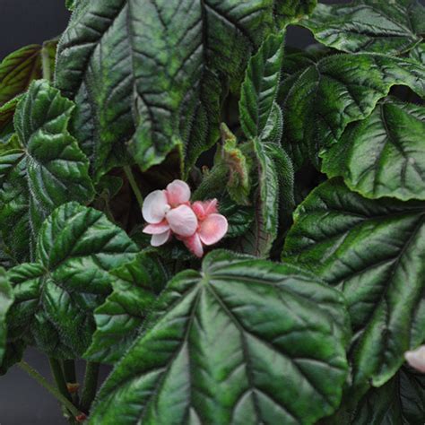 Всё о бегониях и не только...: Begonia metallica (Бегония металлическая)